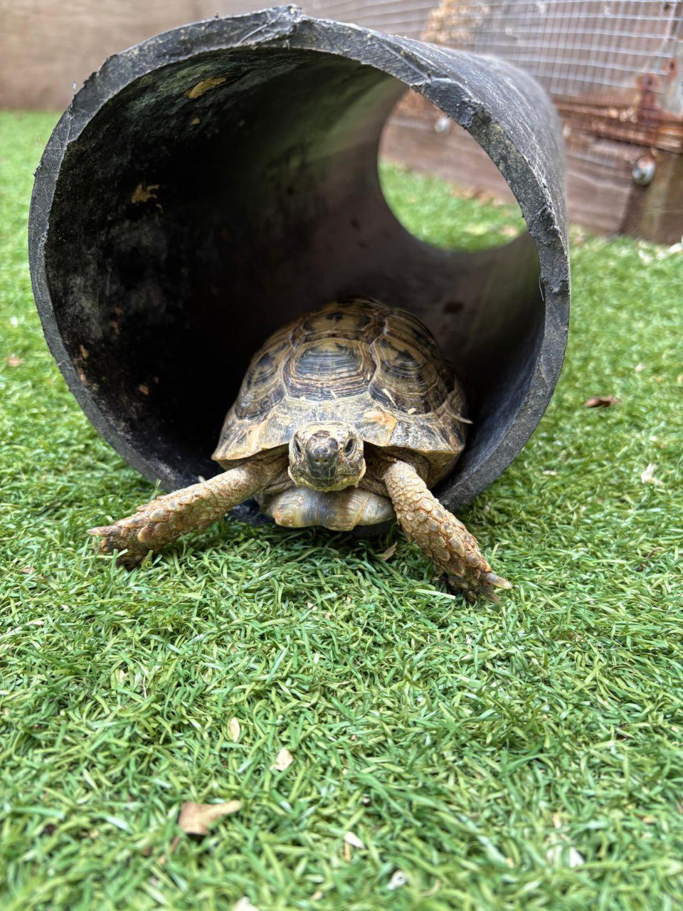 "הוא מפחד מהטילים?" כשילדים בונים לעצמם שריון שקוף