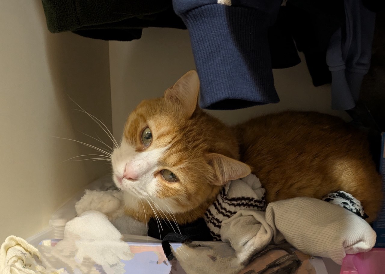 הממ"ד של גזר: מה החתול שלנו מלמד על מרחב מוגן רגשי לילדים